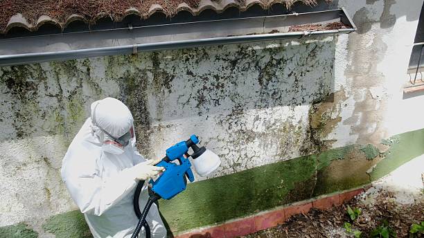 Top rated local Mold Testing specialists in Wye Mills, MD